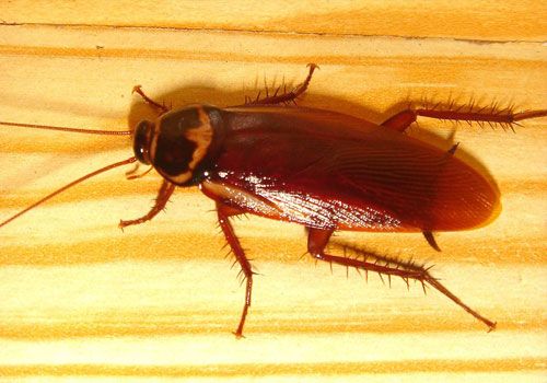 Cockroach Pest Control Perth