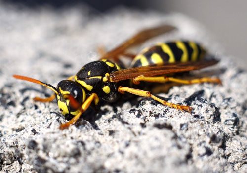 Yellow Jacket Control Perth