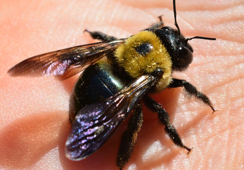 Carpenter Bees Control Perth