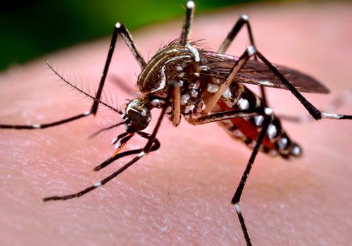 Mosquito Pest Control Perth