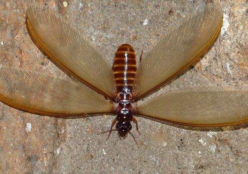 Termite Pest Control Perth
