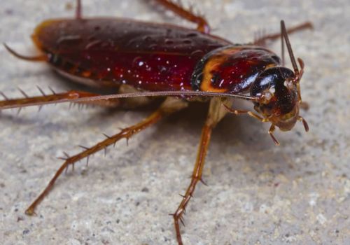 Cockroach control Dalkeith