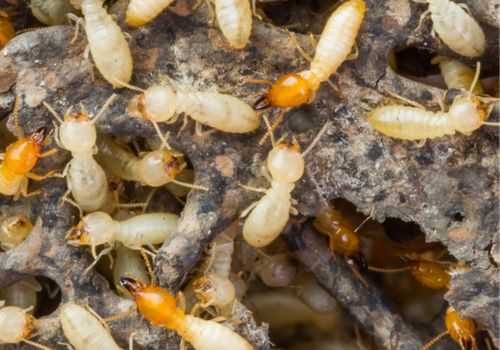 Termite control Dalkeith