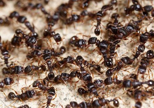 Ant control Dalkeith