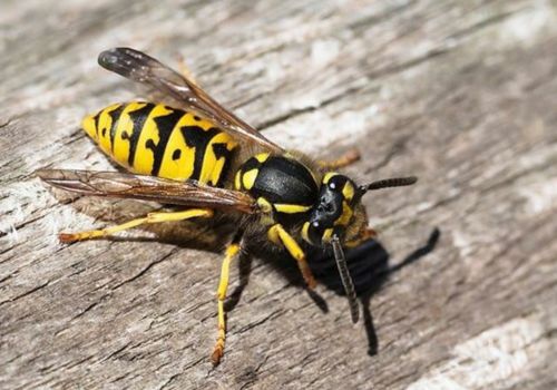 Yellow Jacket control Dalkeith