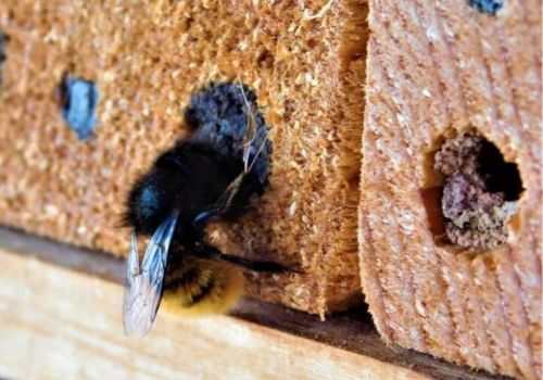 Carpenter Bees control Dalkeith