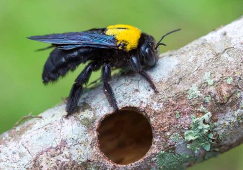 Carpenter Bees Control Peppermint Grove