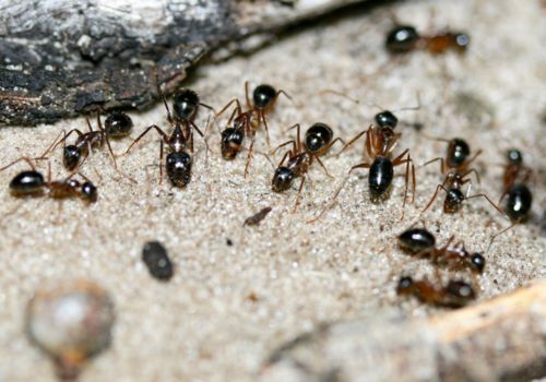 Ants Control Peppermint Grove