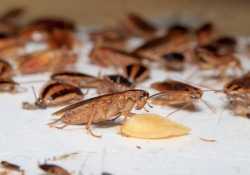 Cockroach Control Peppermint Grove