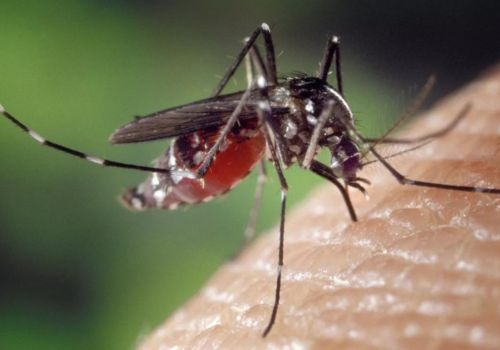 Mosquito Control Peppermint Grove