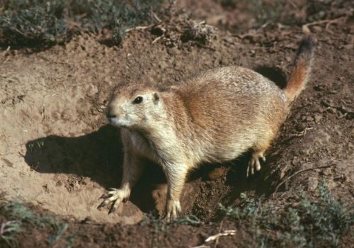 Rodent Pest Control Cottesloe