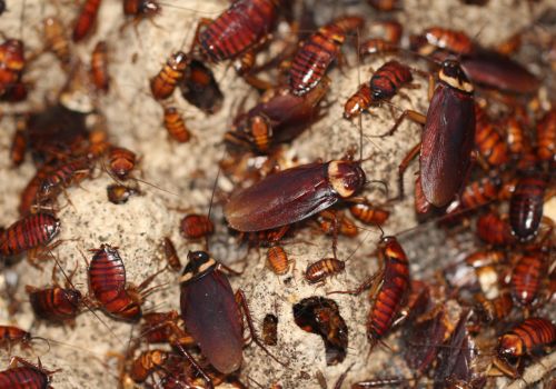 Cockroach Pest Control Cottesloe