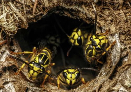 Yellow Jacket Pest Control Cottesloe