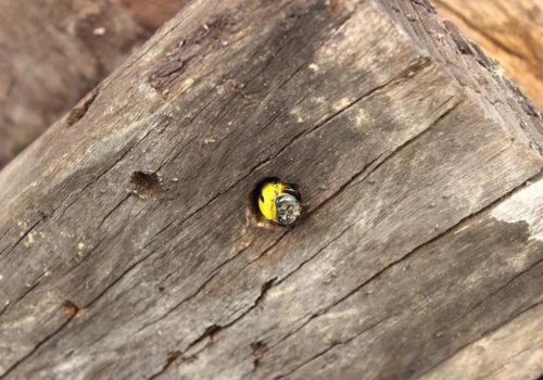 Carpenter bees Pest Control Cottesloe