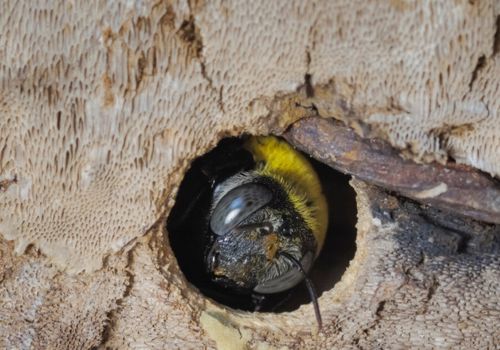 Carpenter bees Control Langford