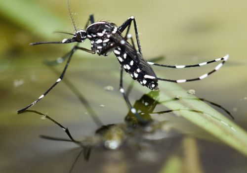 Mosquito Pest Control Langford