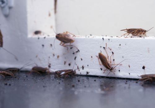 Cockroach Pest Control Beckenham