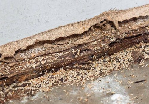 Termite Pest Control Beckenham