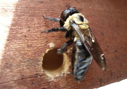 Carpenter Bees Pest Control Beckenham