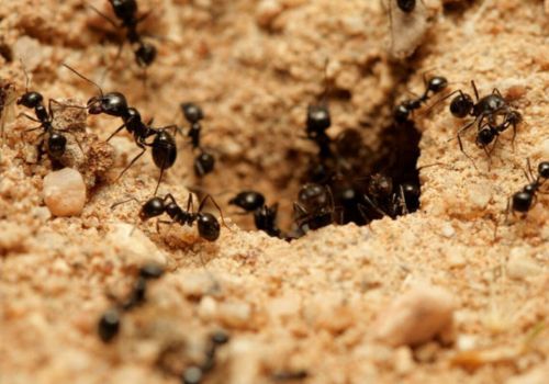 Ant Pest Control Beckenham