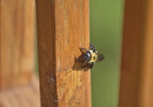 carpenter bee control in Cannington