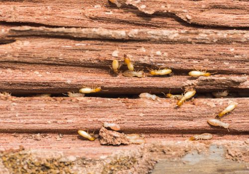 Termite pest control in Cannington