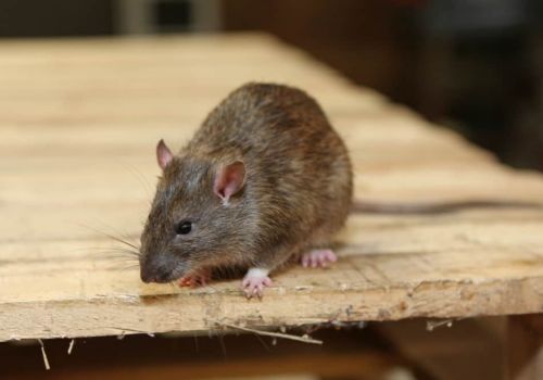 Rodent control in Cannington