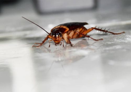 Cockroach control in Cannington