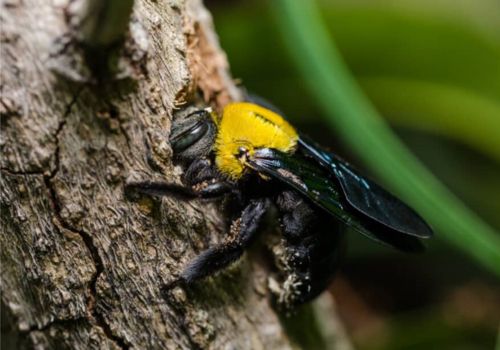 carpenter bee pest control in City Beach