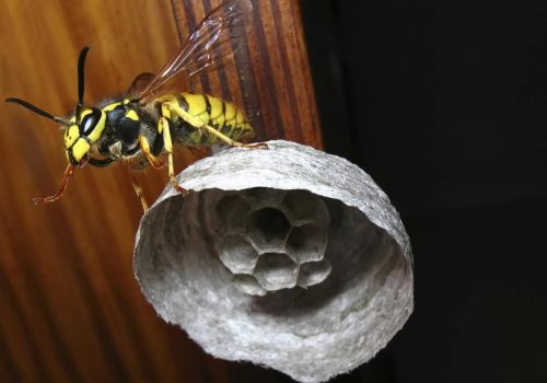 Yellow Jacket pest control in City Beach