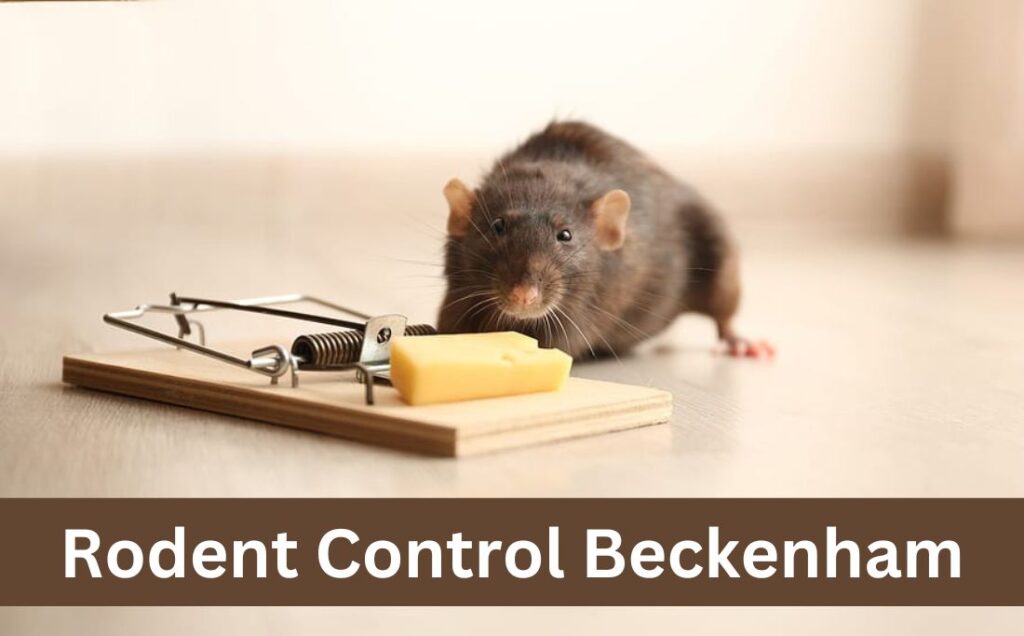 Rodent Control Beckenham