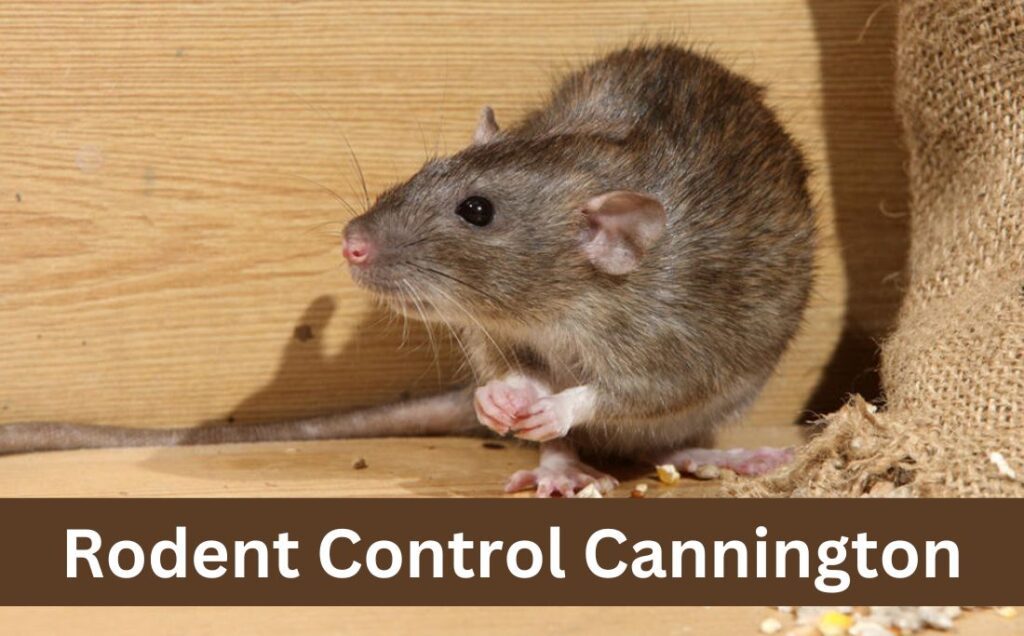 Rodent Control Cannington