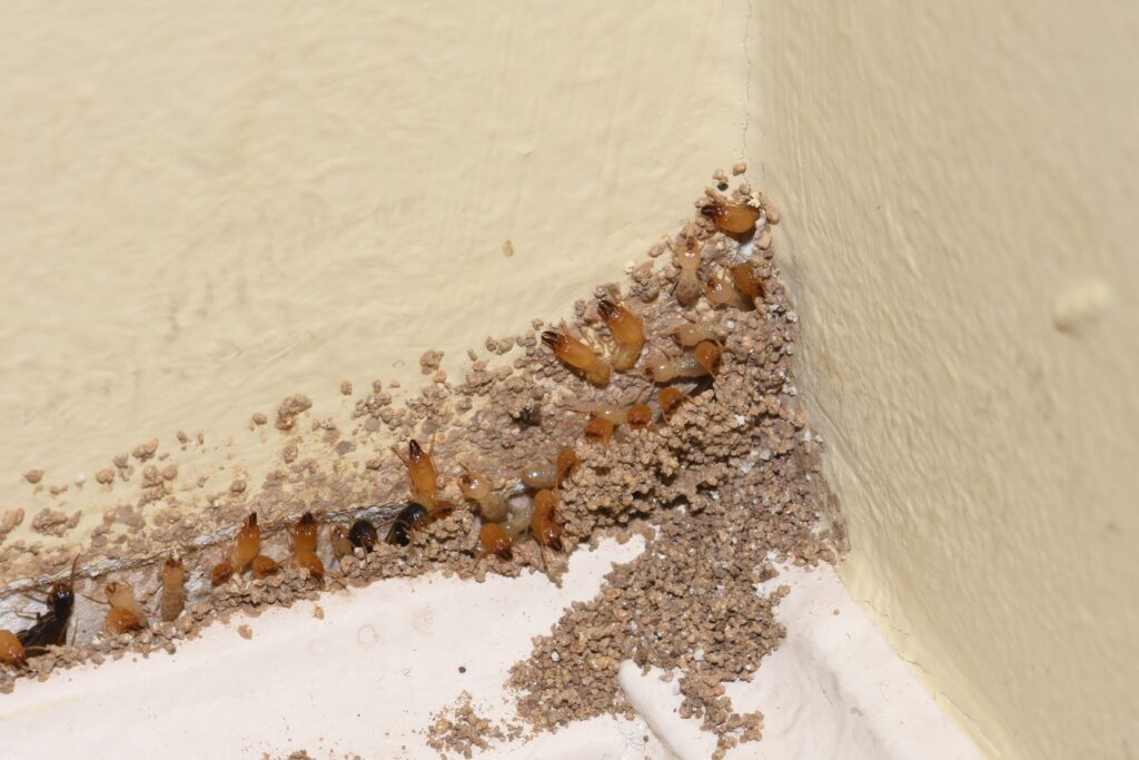 termite inspection in cannington