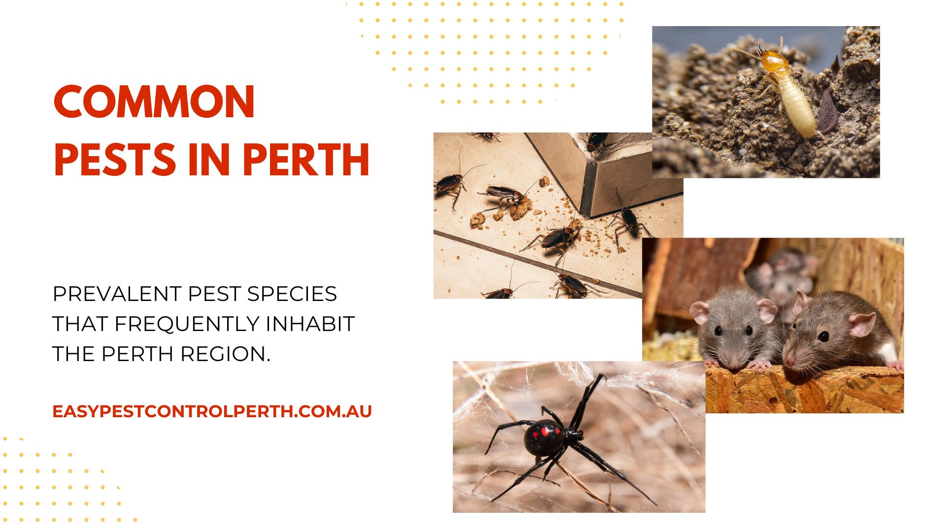 Common Pests Found in Perth, Australia