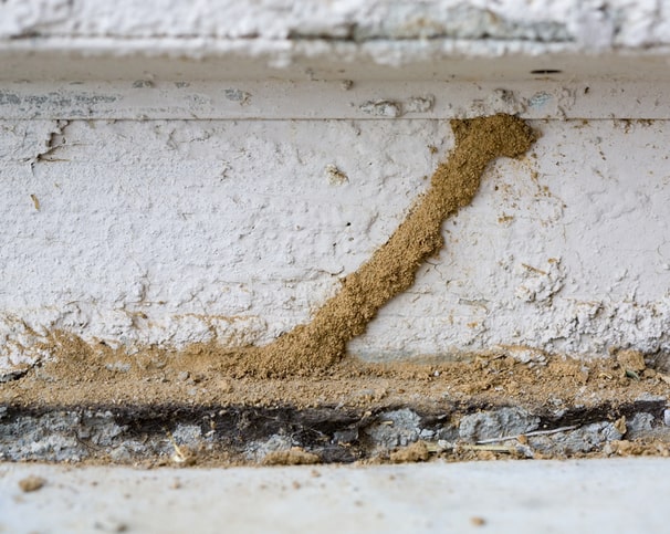 termite mud tubes