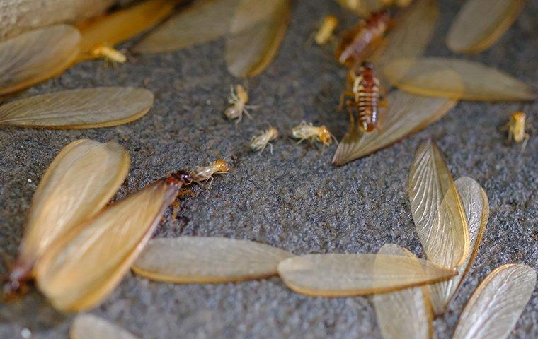 termite swarmers