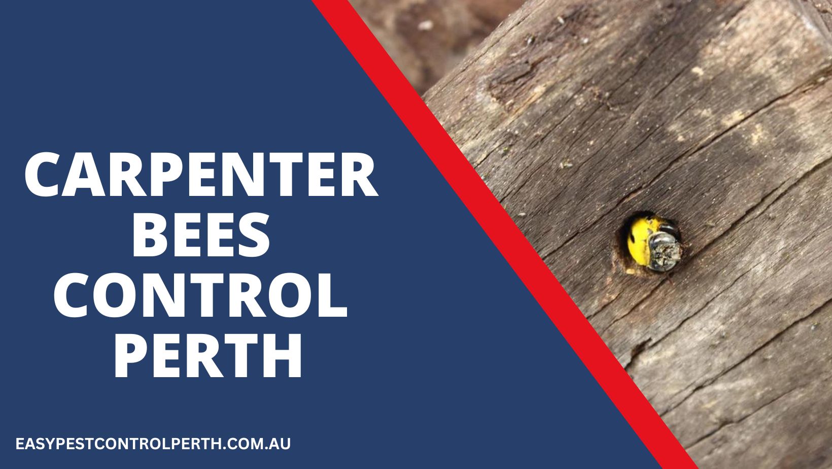 Carpenter Bees Control in Perth