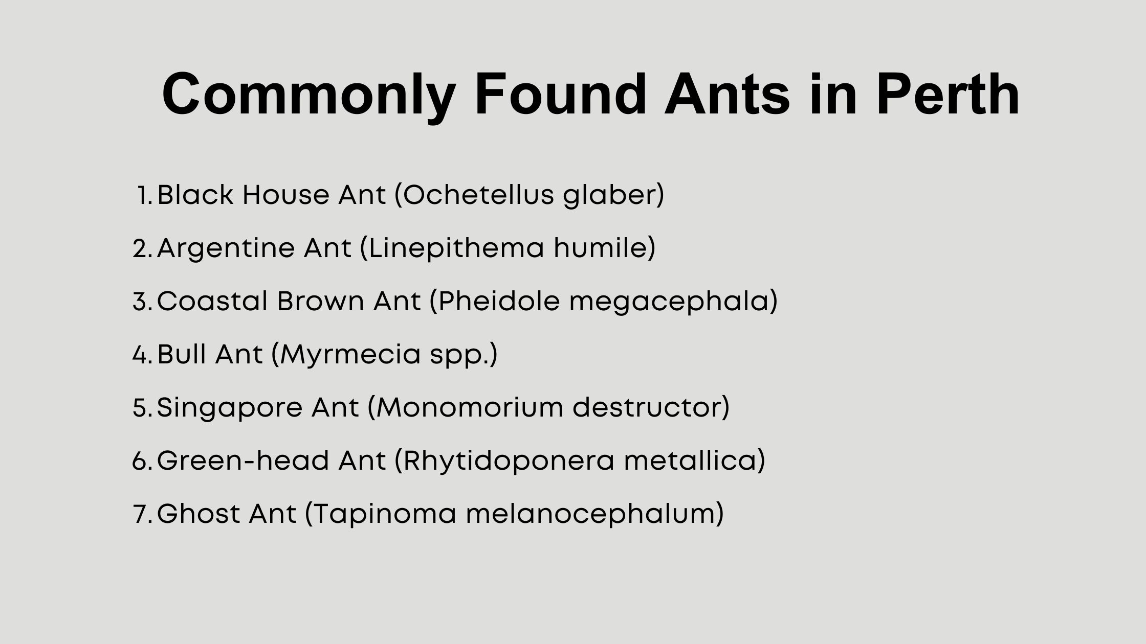 Commonly Found Ants in Perth