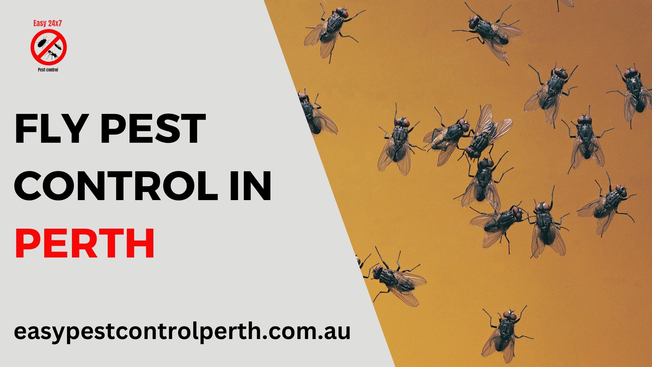 Fly Pest Control Perth