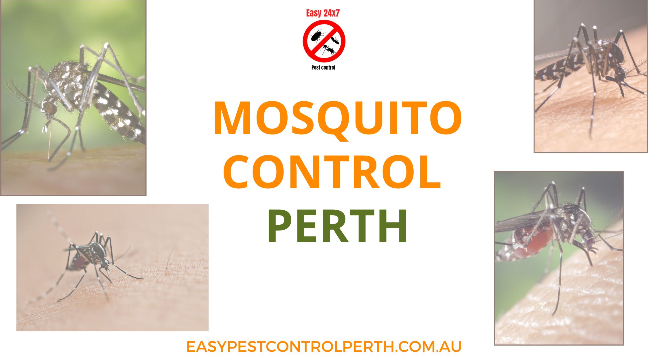 Mosquito Control Perth