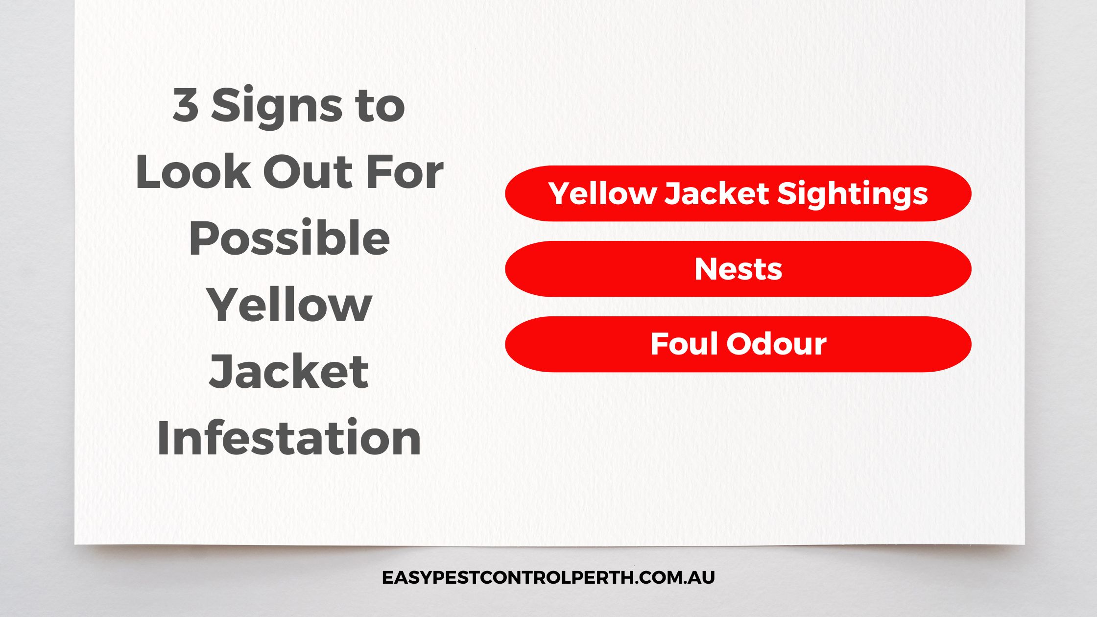 Signs of Yellow Jacket Infestation