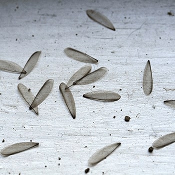 Termite Discarded Wings