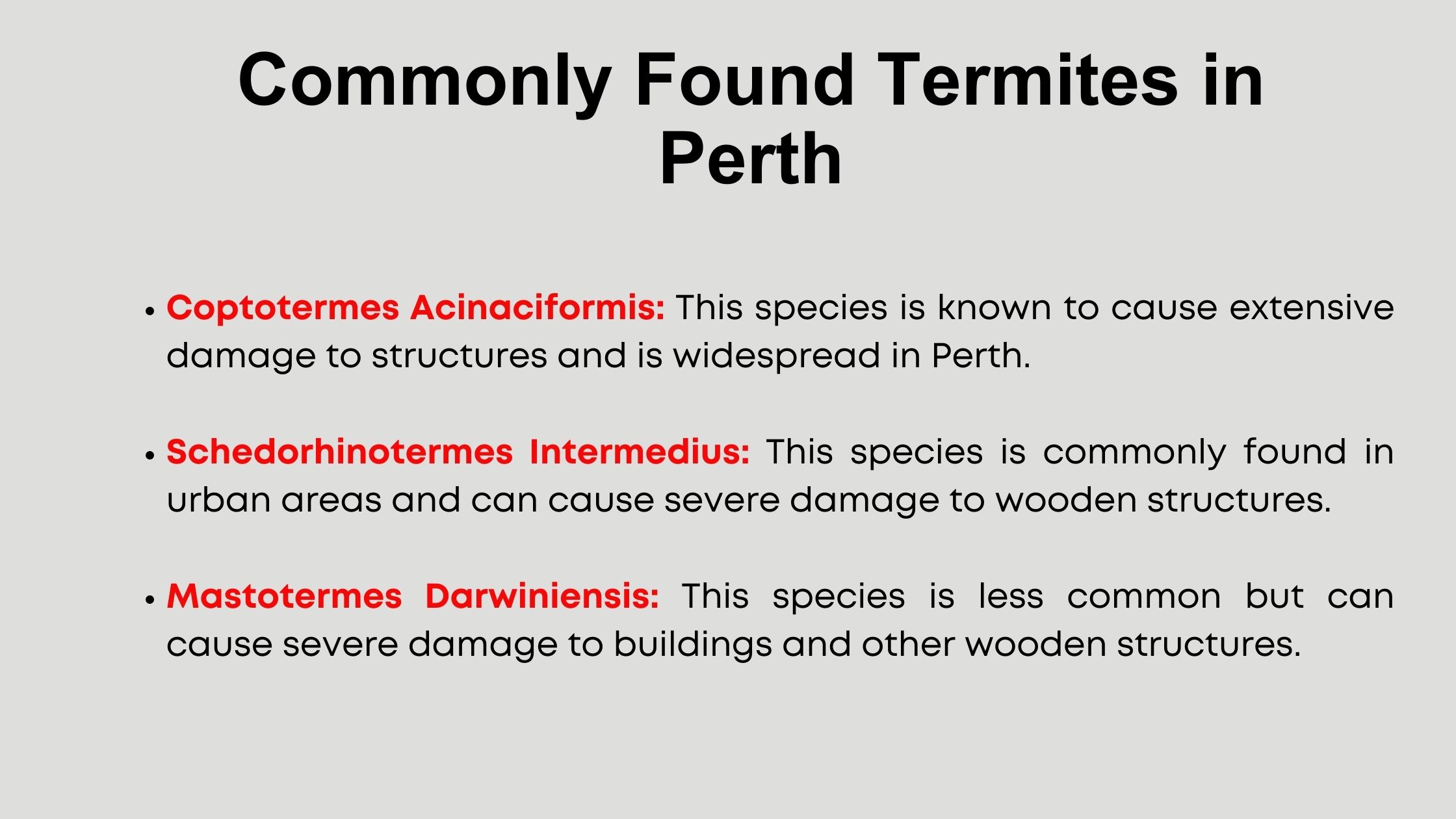 Commonly Found Termites in Perth